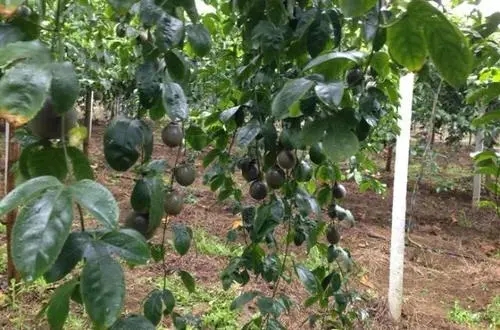 ���Q�푪ԓ��ôʩ�ʣ���Ҫע��ʲô��