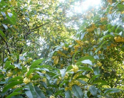 �𻨻����ܲ���ʩ�ʣ�ʩ�ʑ�(y��ng)ԓע��ʲô��