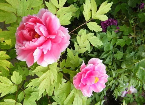 ĵ����ηNֲ��Ҫע����Щ���棿