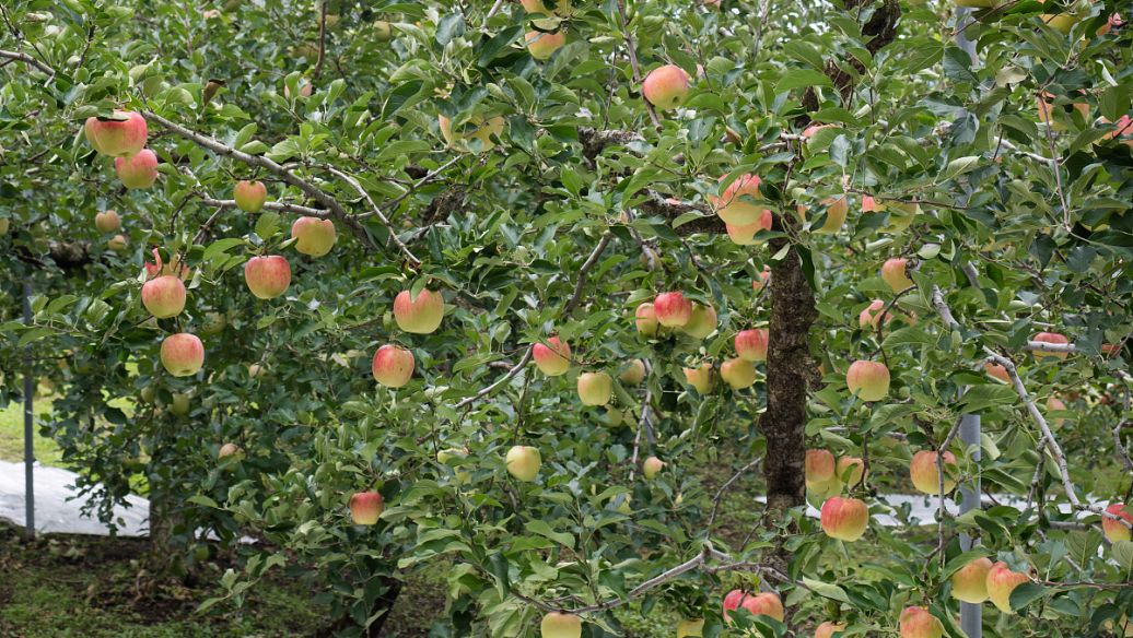 �����}��ʲô�r��ʩ��Ч�����^������ʲô��̎��