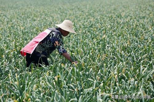 ������Ҫʲô�ӵķNֲ�l�������ʩ����