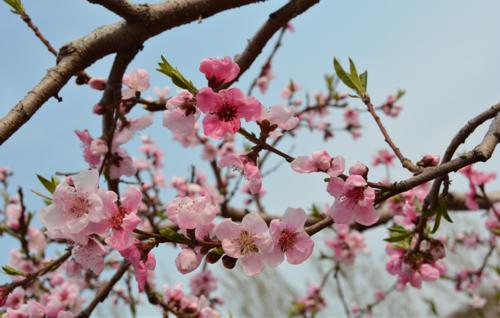 ����������������軨������������䴺������Ҫ�c��