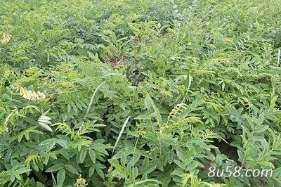 ������ô�Nֲ�������Nֲ����_���߮a��