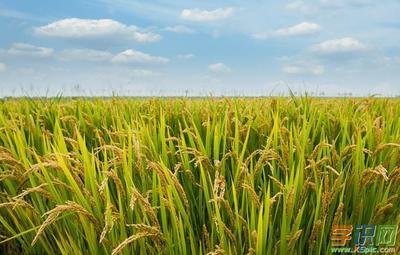 �ЙCˮ�����ӷNֲ���ЙCˮ���Nֲ�������g��