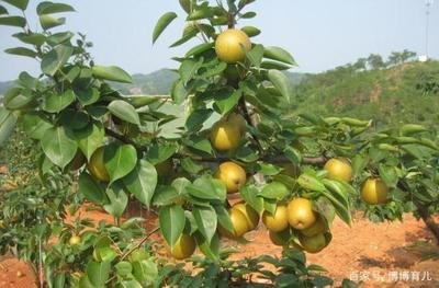 ���Nֲԓ���ӹ����������������������