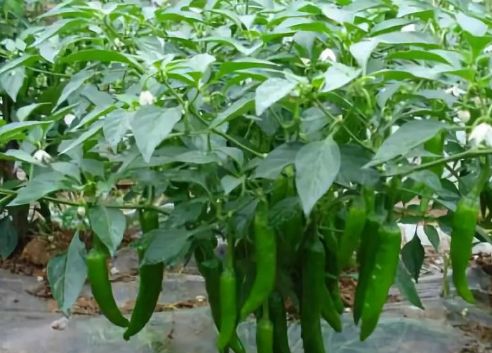 �����Nֲԓע��ʲô��������������a(ch��n)����