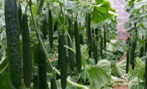 �S�����L����ʲô���ϱ��^������ԓ���ʩ�ʣ�