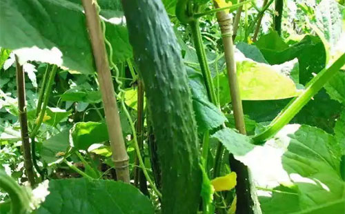 �S���S�a��ʩ�ʣ��С�3�ɡ������ղ��ã��p�t�p�a���؄t���@