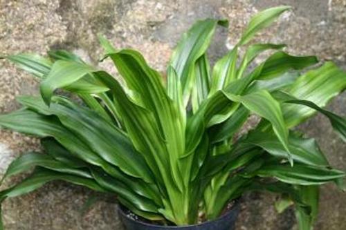 �f����ʩʲô���ϱ��^�ã���ԓ���ʩ�ʣ�