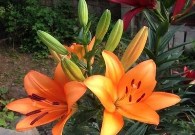 �ٺϻ��Nֲ�^�̑�ԓ���ʩ�ʣ���Ҫע��ʲô��