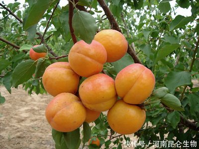 �Nֲ�Ә䑪ԓ���ʩ�ʣ��Ә�ʩ�ʼ��g��