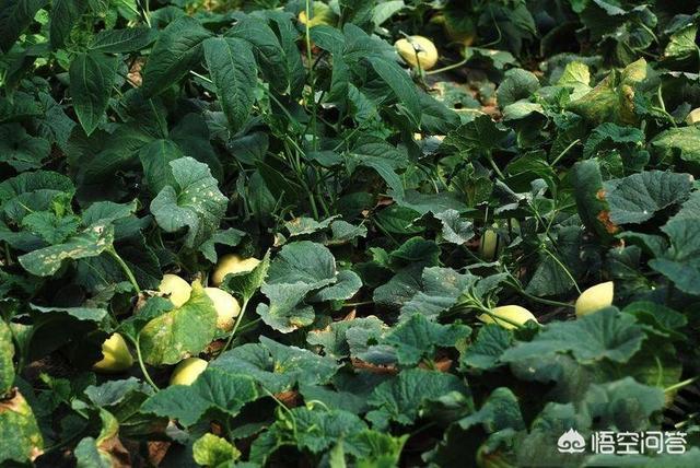 �����ʲô���ϱ��^�ã���ԓ���ʩ����