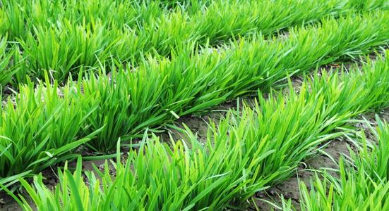 �Nֲ�²ˑ�(y��ng)ԓ���׷�ʣ���Ҫע��ʲô��