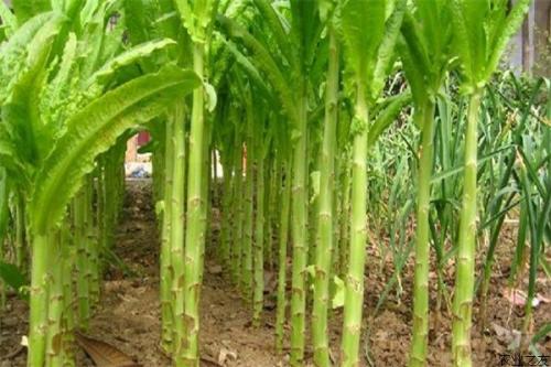 �n�S�߮a�Nֲ��������Щ���n�S�Nֲ�������g��