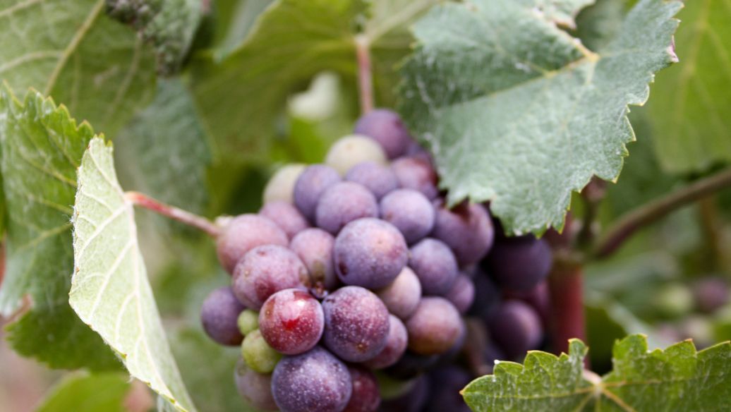 ���ѷNֲ����Щ��Ҫ���أ����Ѹ߮a�Nֲ���g��