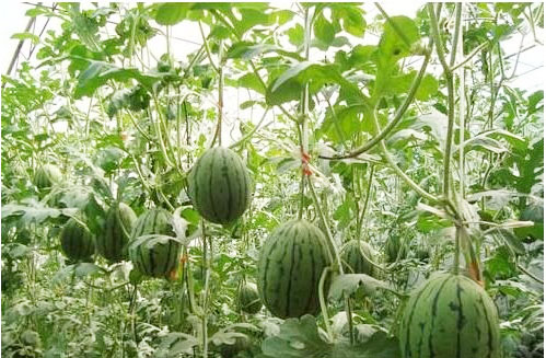 ���ϵ����Ҏ(gu��)����ʲô������Щʩ��ԭ�t��