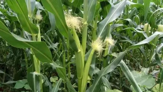 ������ʲô�r��ʩ�ʱ��^������ԓ���ʩ����