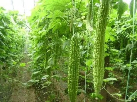 ���ʲô�r(sh��)�g�Nֲ����ϷNֲ������ʲô��