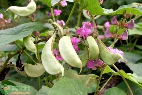 �ⶹ����ηNֲ�����ⶹ�߮a(ch��n)�Nֲ���g(sh��)��