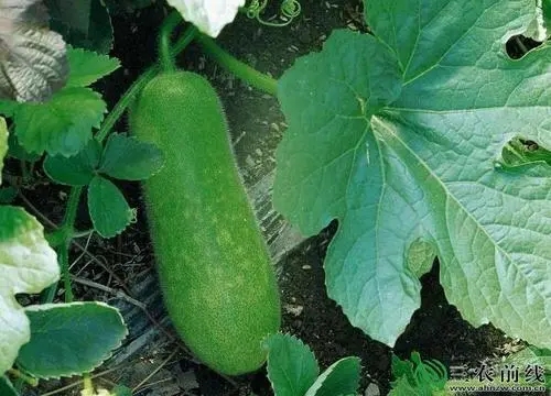 ���ϑ�ԓ��ηNֲ��ˮ����ι�����