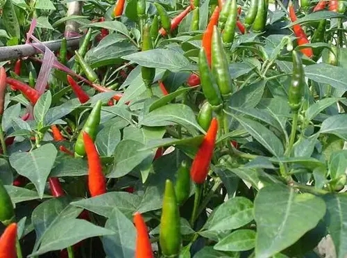 �Nֲ������Ҫʩʲô�ʣ���ԓ���ʩ�ʣ�