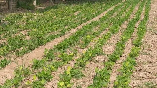 �Nֲ������Ҫ��ʲô���ϣ����ʩ�ʣ�