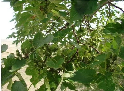 ɣ���������c��ʲô����ԓ���ʩ�ʣ�