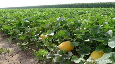 �Nֲ���ܹ�Ҫ��ʲô���ϣ�Ҫ��ô����