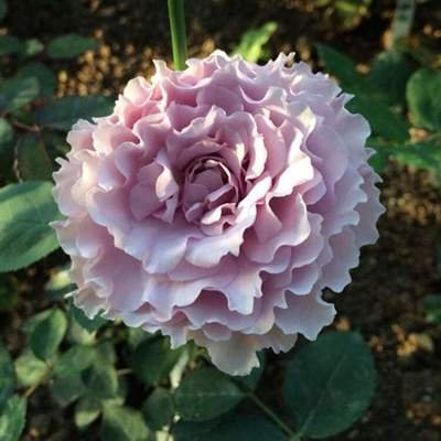 �Nֲ�¼���ʲô���ϣ��¼���ʲô�r��ʩ���ʣ�