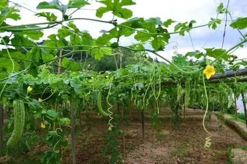 �Nֲ�����ʲô���ϣ���ôʩ�ʣ�