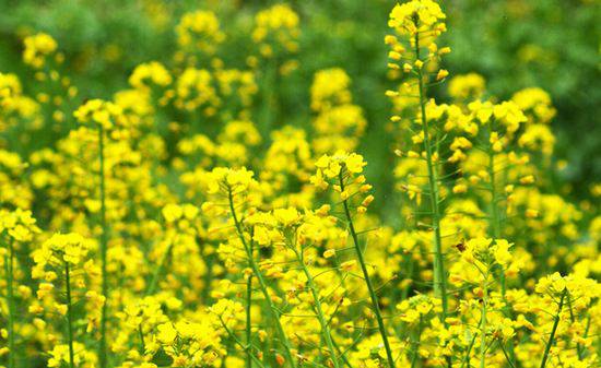 �����L�����ζ��Ͳ����ʩ��ʩ����������ʲô��