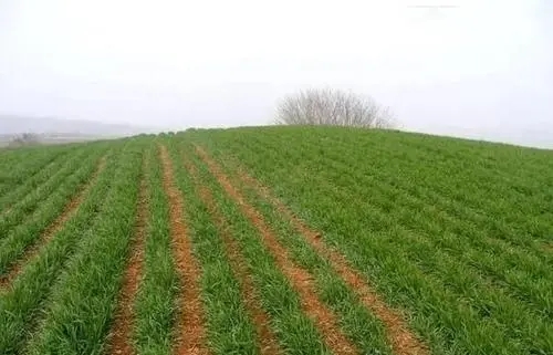 ��С����ˮ����Щ���ã�С���Nֲ�������g(sh��)��