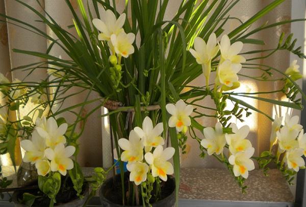 ��ѩ�m��δ��M�_������ѩ�m�Nֲ�������g��