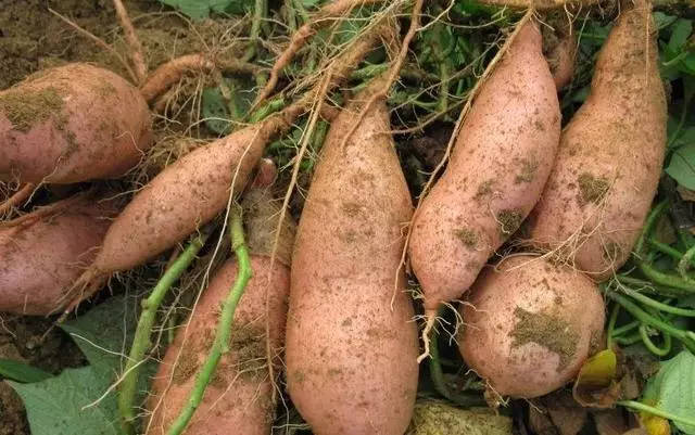 �t�����ʩ�����t���߮a(ch��n)ʩ�ʼ�����