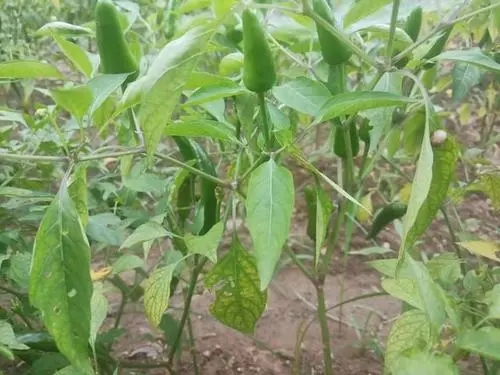 ����ԓ���׷�ʣ�����׷�ʷ�������Щ?