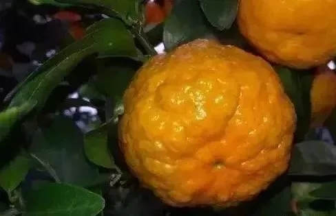 ���ٸ�Ƥ����Щԭ�򣿷��δ�ʩ���@�