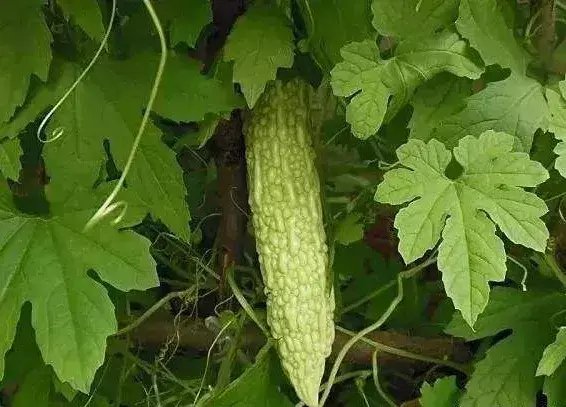 ��ϵ�ʩ�ʕr�g��ʲô�r������νo���ʩ�ʣ�