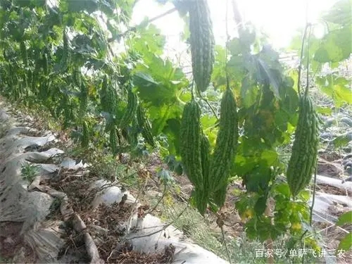 ��ϵ�ʩ�ʕr�g��ʲô�r����νo���ʩ�ʣ�