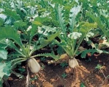 �ƌWʩ���h�x�}�������� �}��ʩ�ʼ��g��