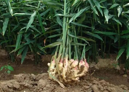 ������������c��ʲô����νo����ʩ�ʣ�