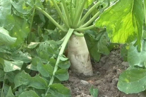 �ƌWʩ���h�x�}�����ģ� �}��ʩ�ʼ��g��