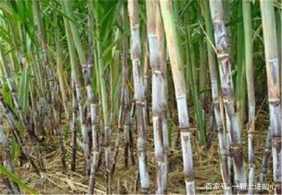 ����ԓ���ʩ�ʣ������m��ʩ��ʲô���ϣ�