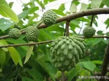 ����֦�a���cˮ�����Pϵ�᣿����ЩӰ푣�