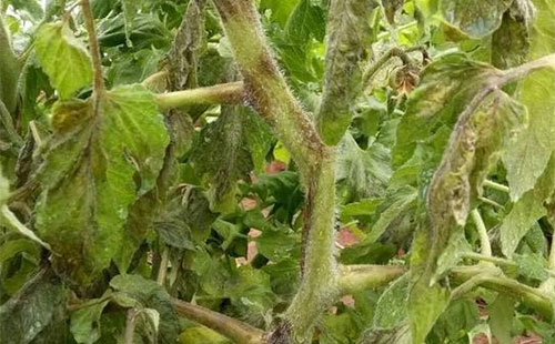 �����߲˻�ù�������Ͱl�����β�ס���@Щ���δ�ʩһ�������e�^��