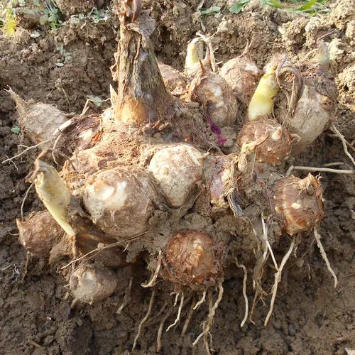 ��������Ҏ����ʲô������Щ���[ʩ�ʷ�����