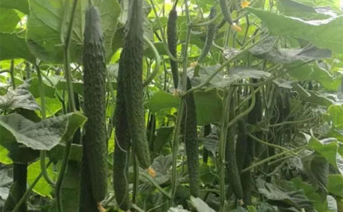 �Nֲ�S��ԓ��ι����������@Щ��̖(h��o)ȫ�������ˣ�