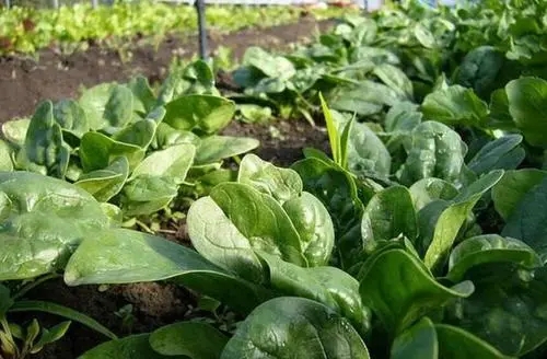 ���˵����������ʲô����ηN���߮a(ch��n)��(y��u)�|(zh��)���ˣ�