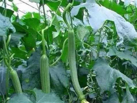 �z�ϵ�������c��ʲô������Щʩ�ʼ��g��