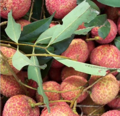 ��֦��������c��ʲô����֦���ʩ�ʣ�