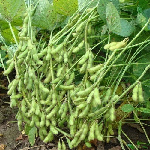 ë�������ʩ�ʵģ�ë��ʩ��ԓע����Щ���}��